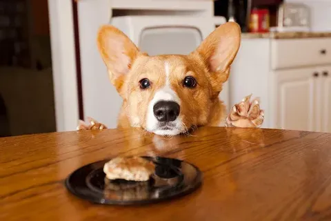 Budgeting for a Corgi: A Look at the Corgi Price Tag