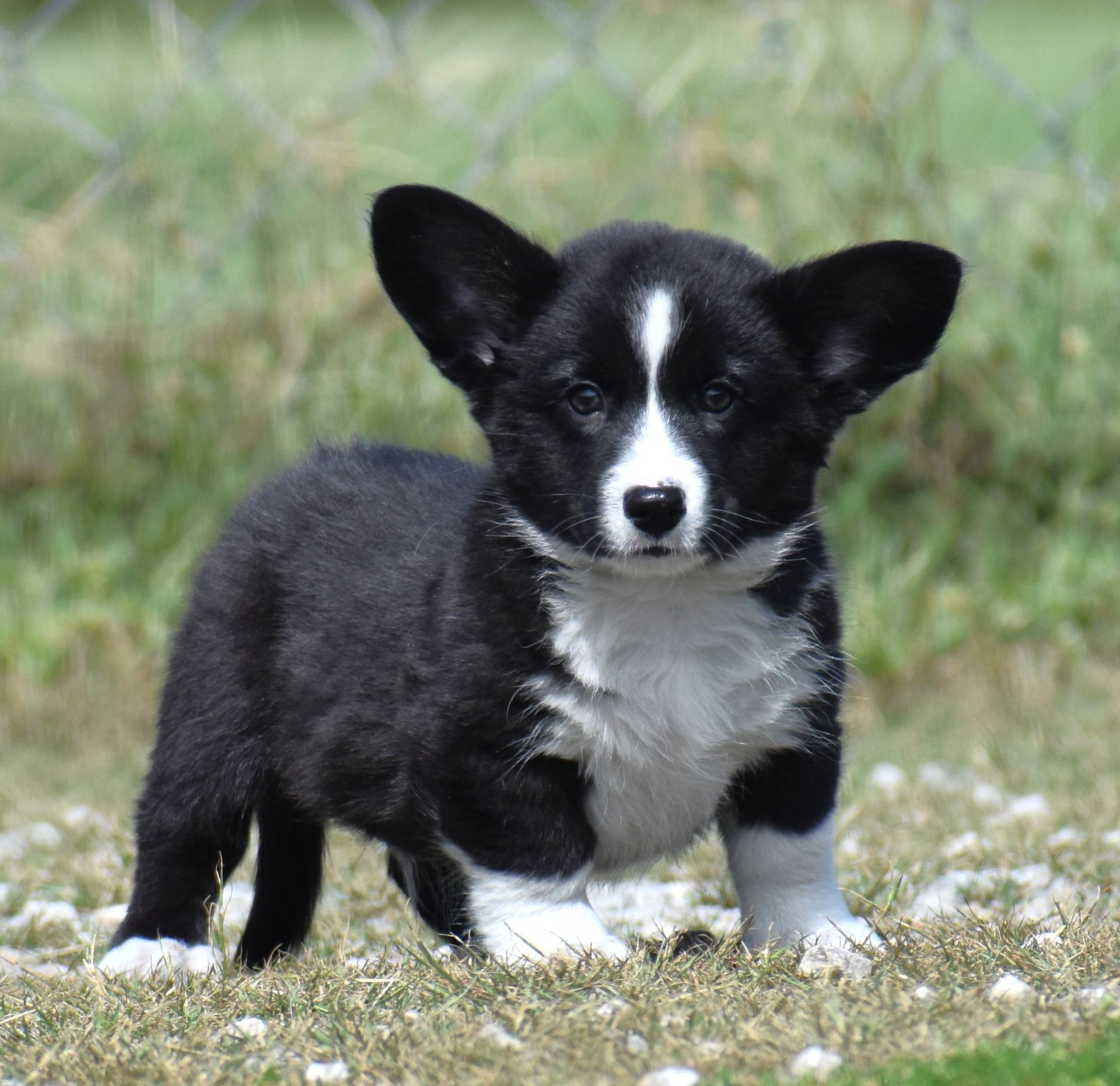 Buttons, Cardigan Welsh Corgi puppy for sale at F&M Corgis