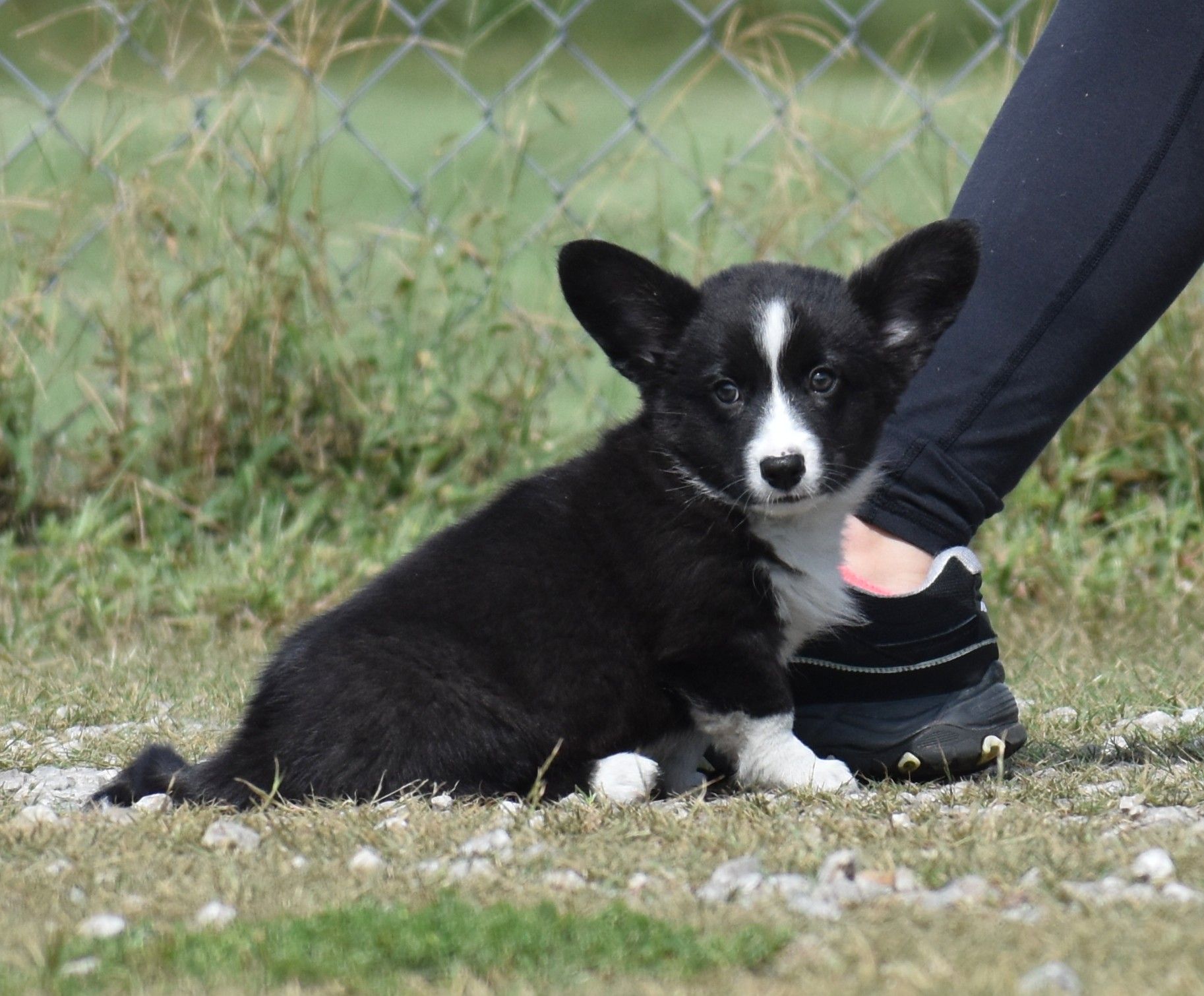 Buttons, Cardigan Welsh Corgi puppy at F&M Corgis, photo 3