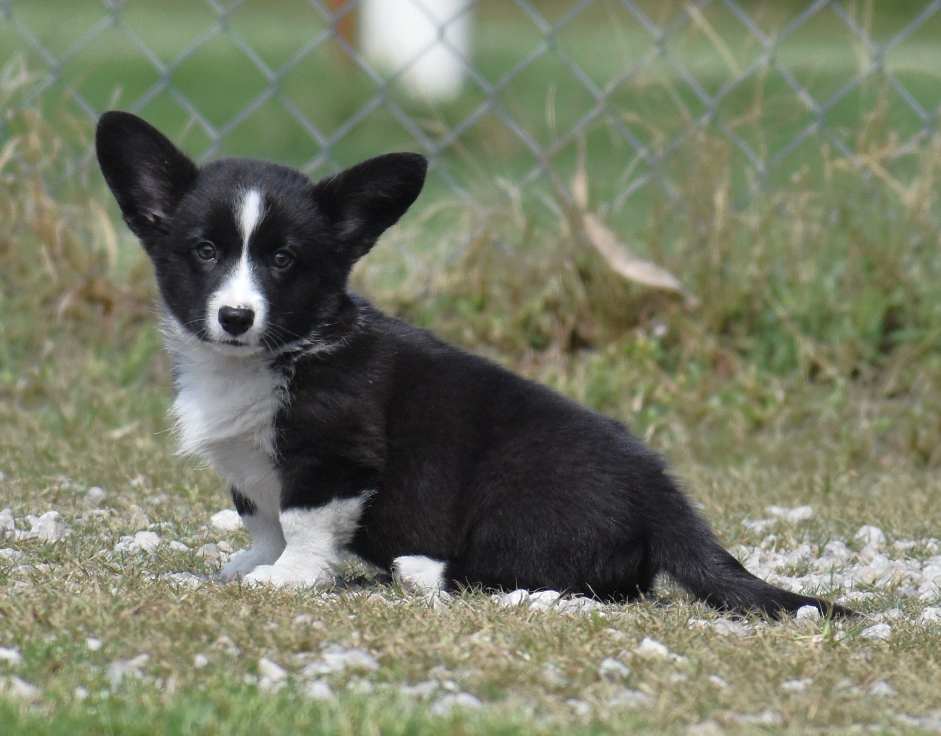 Buttons, Cardigan Welsh Corgi puppy at F&M Corgis, photo 2