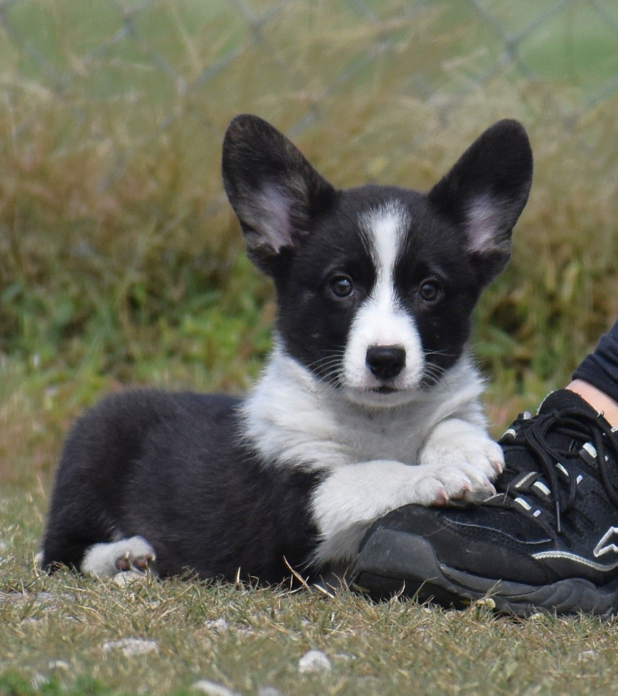 Buttons, Cardigan Welsh Corgi puppy at F&M Corgis, photo 4