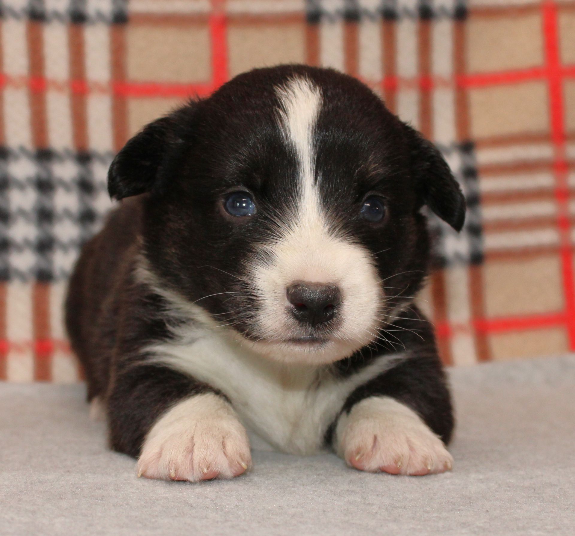 Buttons, Cardigan Welsh Corgi puppy at F&M Corgis, photo 5