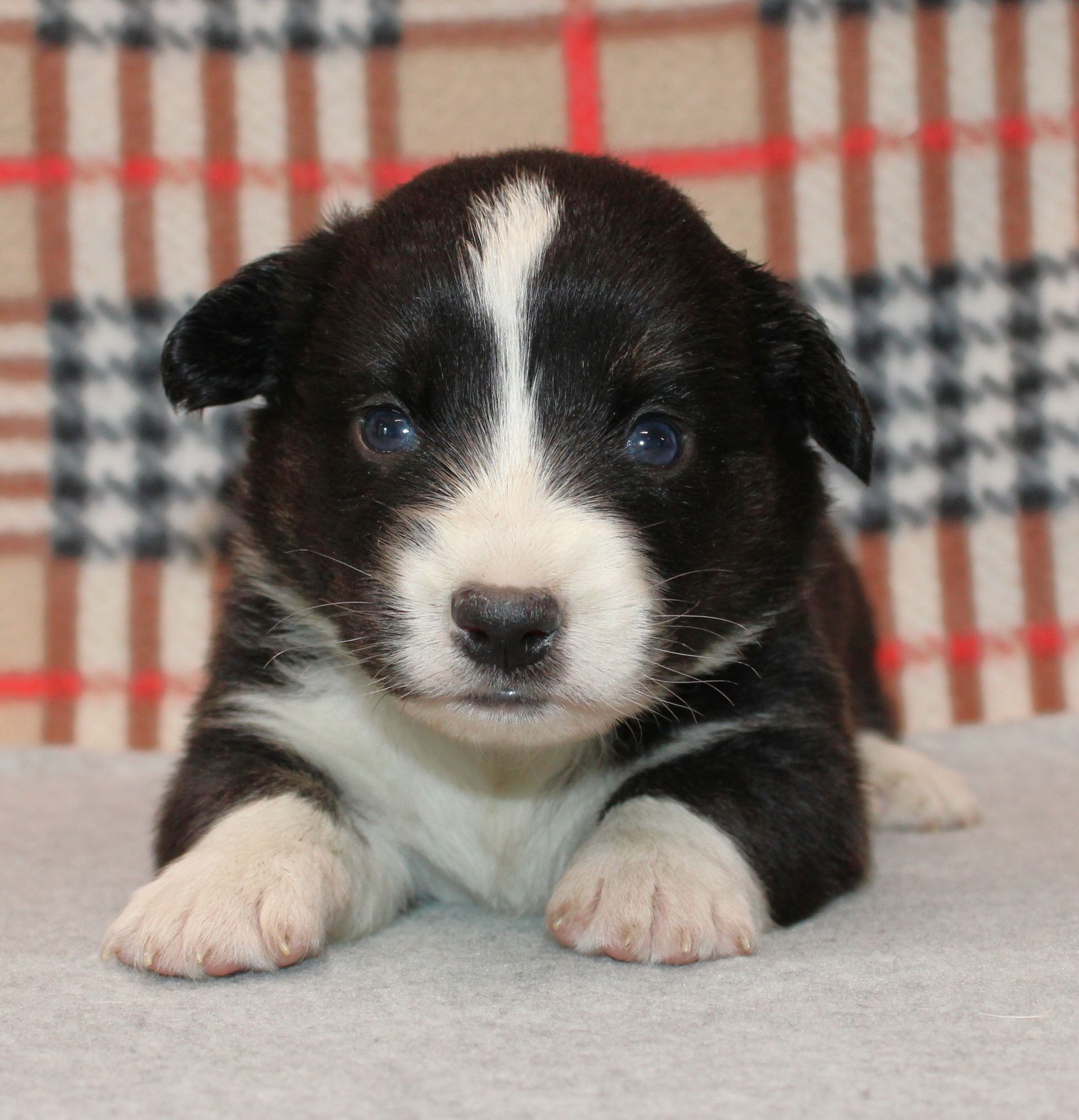 Buttons, Cardigan Welsh Corgi puppy at F&M Corgis, photo 6