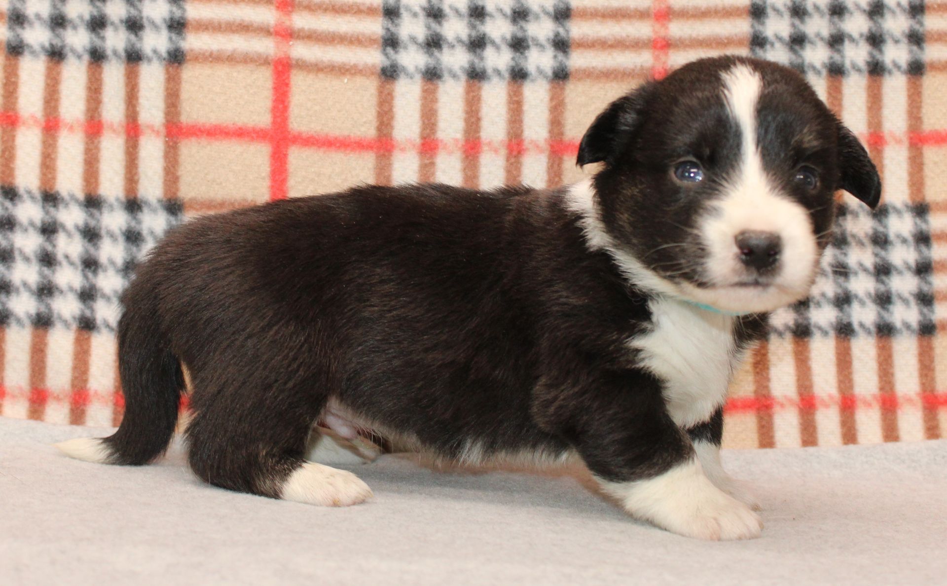 Buttons, Cardigan Welsh Corgi puppy at F&M Corgis, photo 7