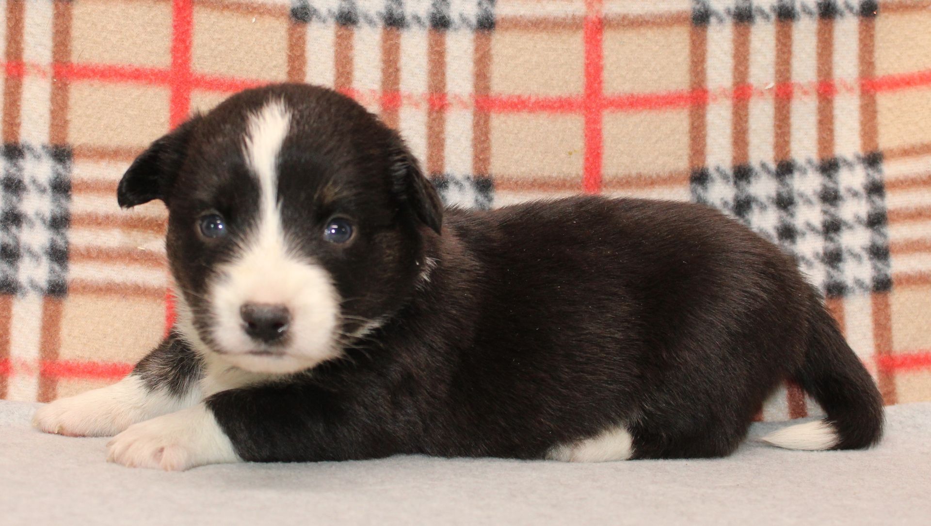 Buttons, Cardigan Welsh Corgi puppy at F&M Corgis, photo 8