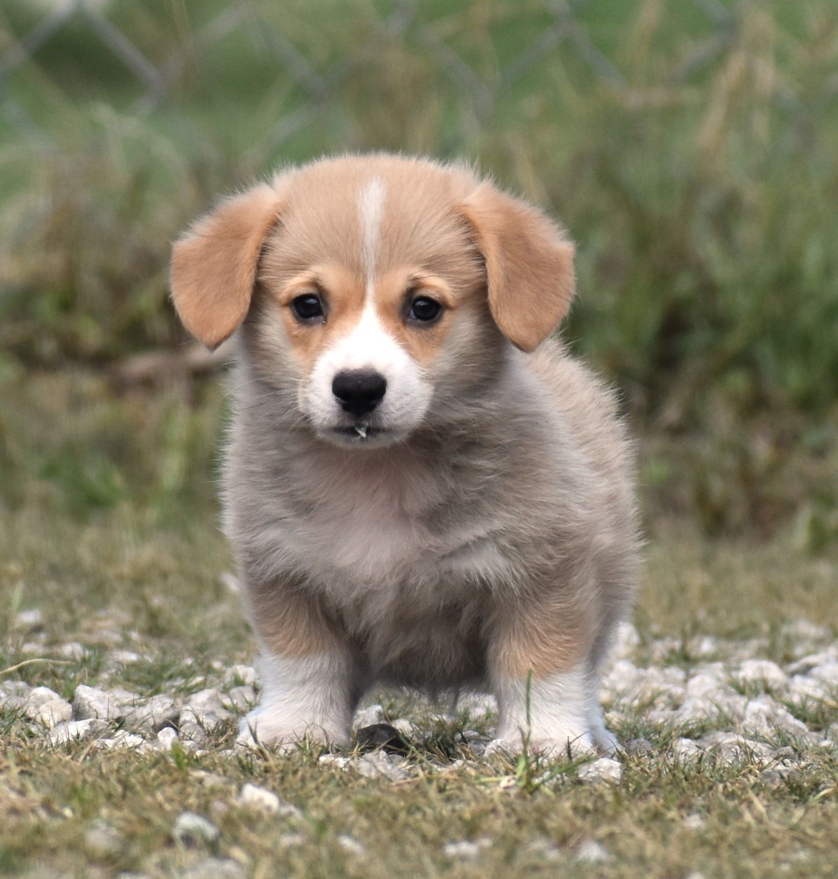 Carter, Pembroke Welsh Corgi puppy at F&M Corgis, photo 4