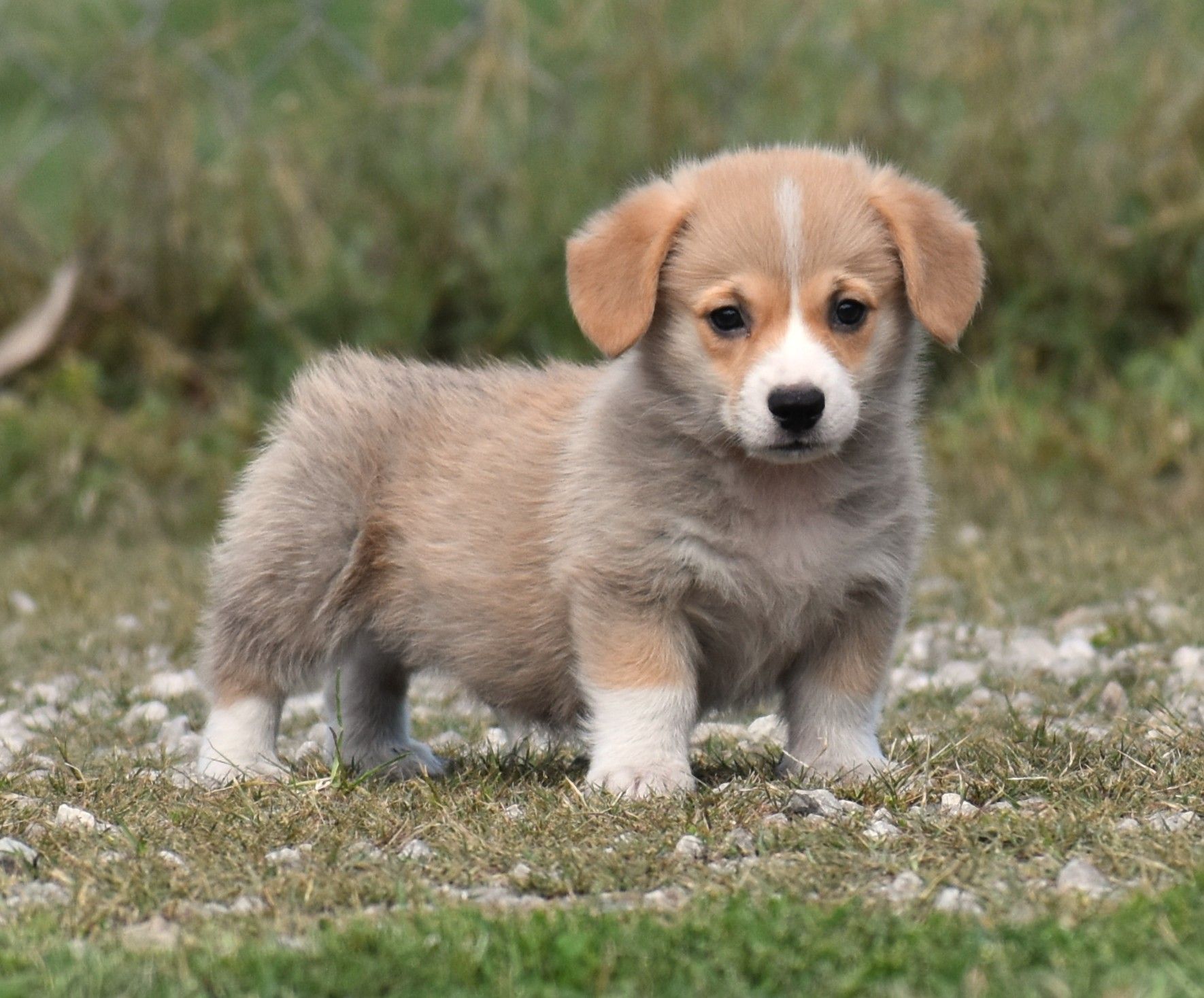 Carter, Pembroke Welsh Corgi puppy for sale at F&M Corgis
