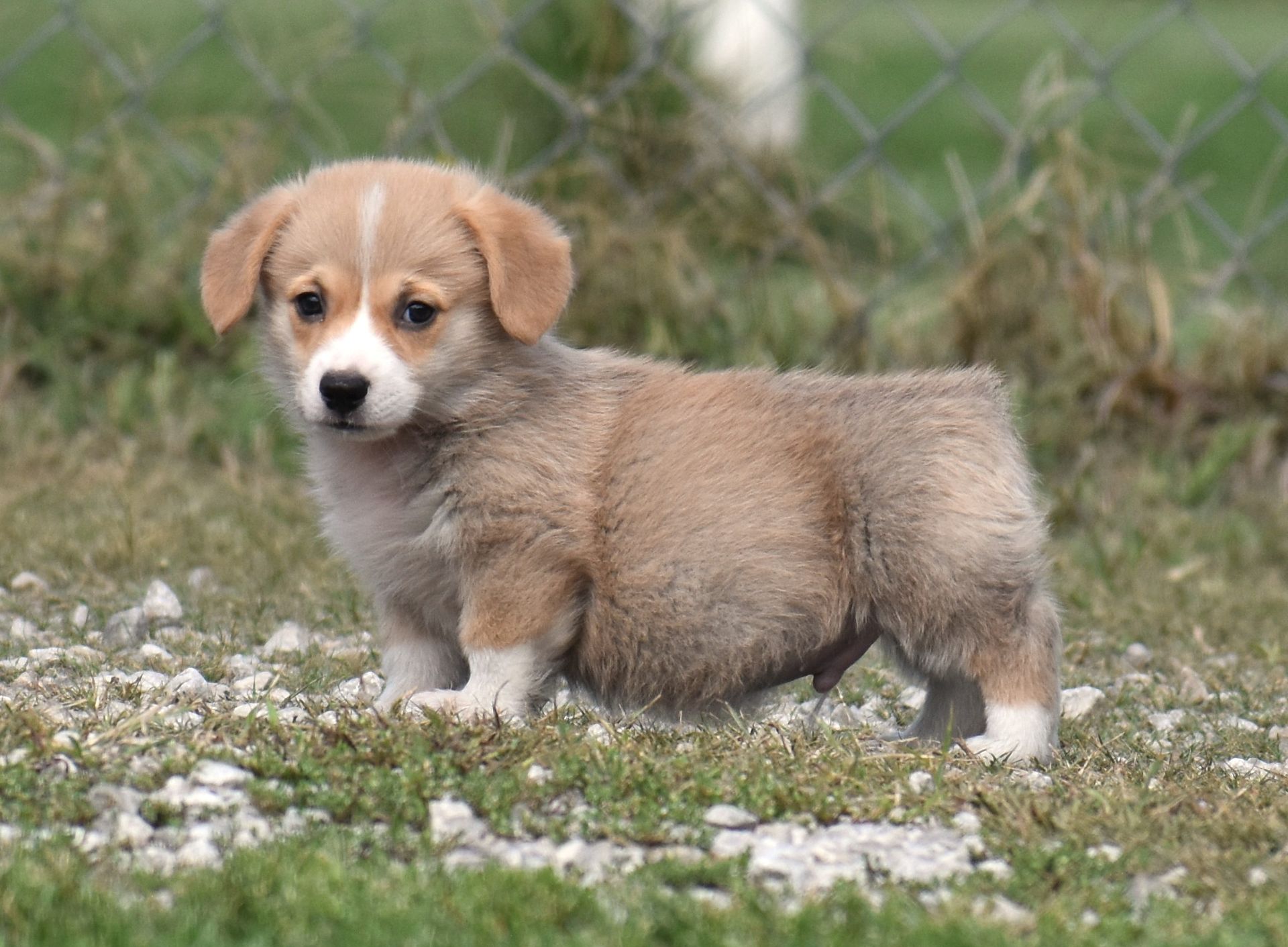 Carter, Pembroke Welsh Corgi puppy at F&M Corgis, photo 3