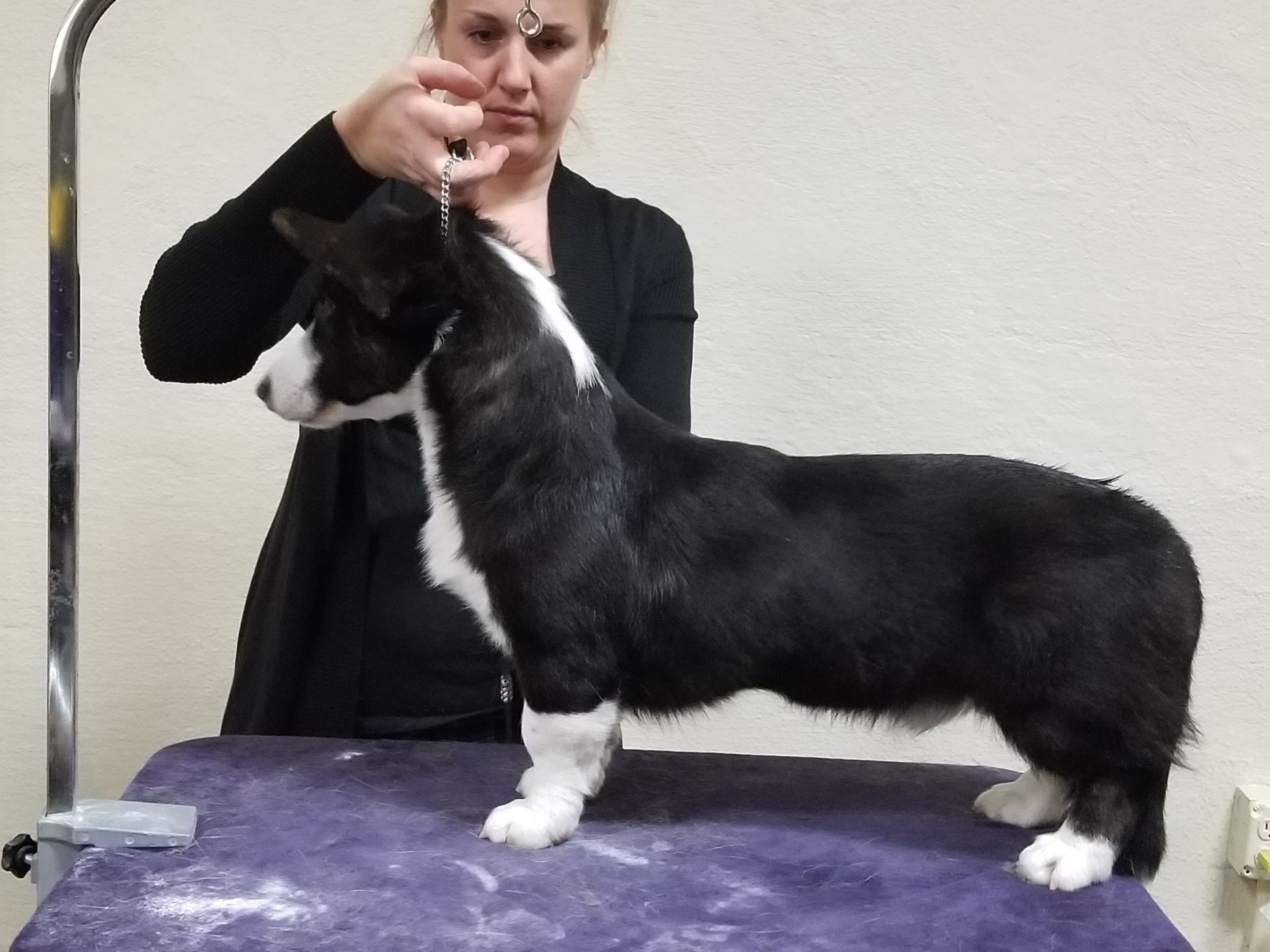 CH Joker, Cardigan Welsh Corgi sire at F&M Corgis