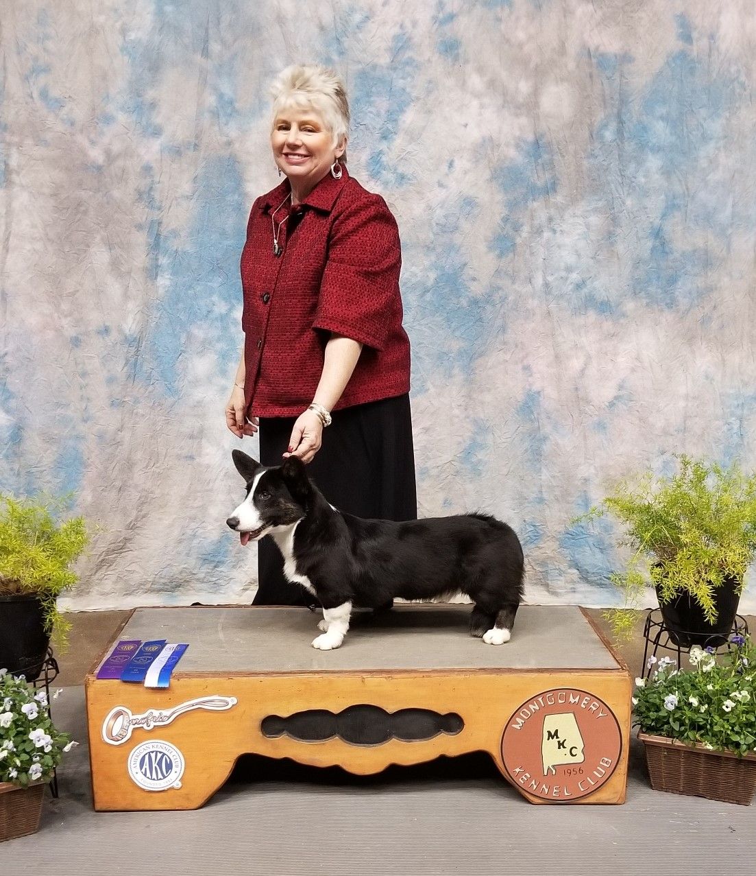 CH Joker, Cardigan Welsh Corgi sire at F&M Corgis, photo 2