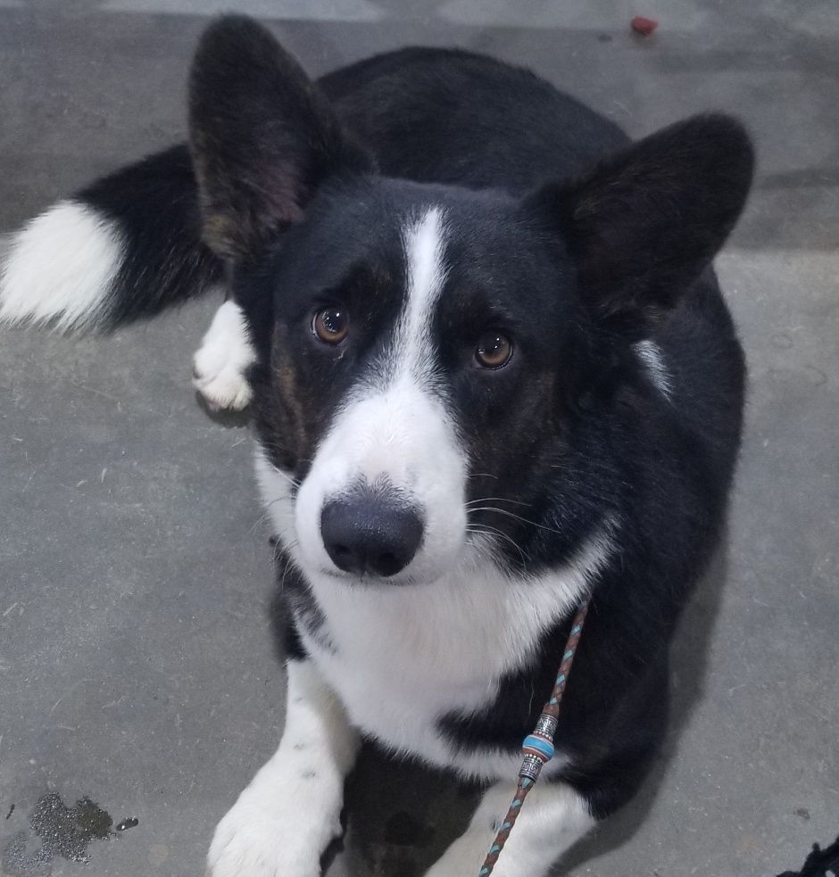CH Joker, Cardigan Welsh Corgi sire at F&M Corgis, photo 3