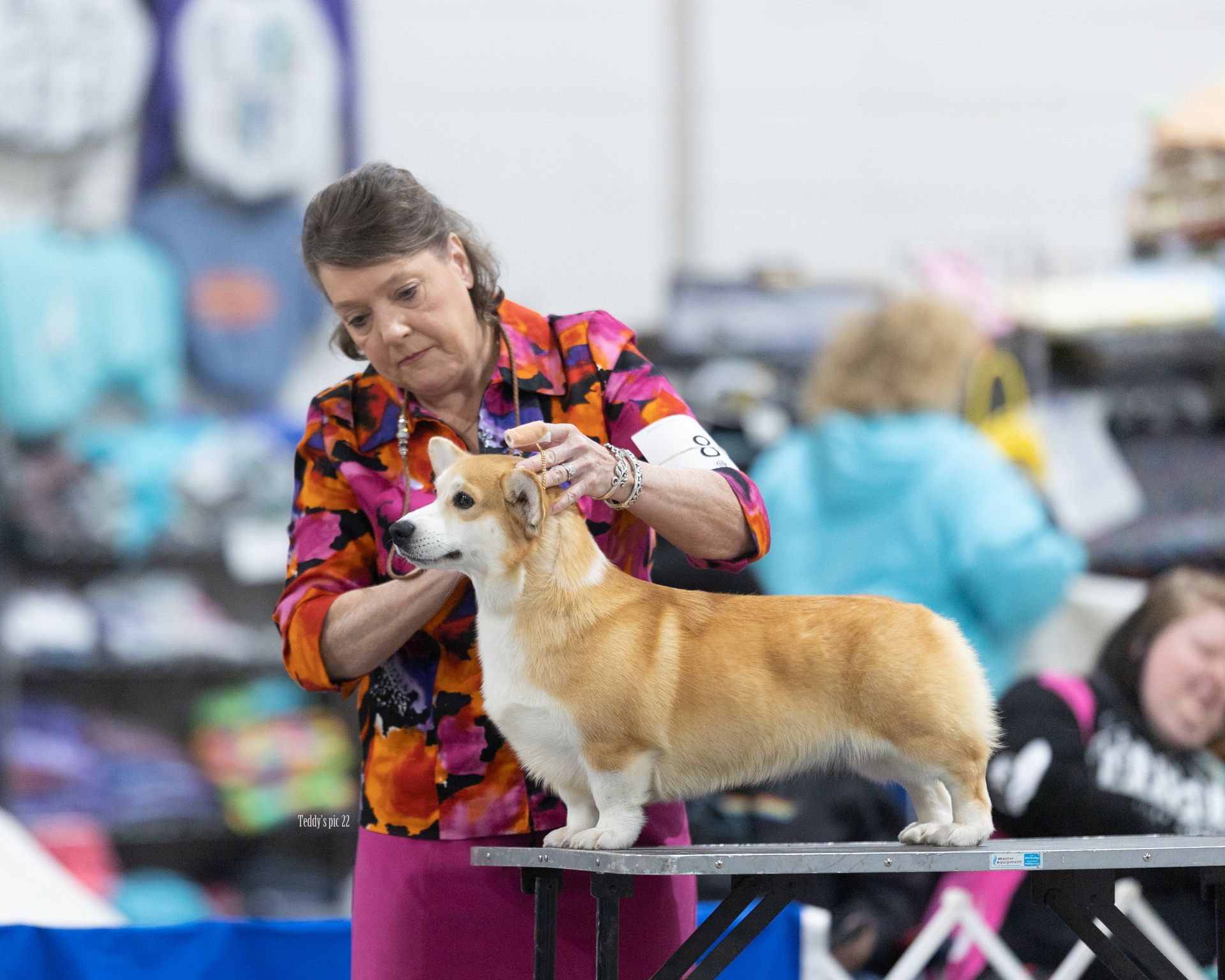 Champion Pembroke Welsh Corgi Stella at a dog show