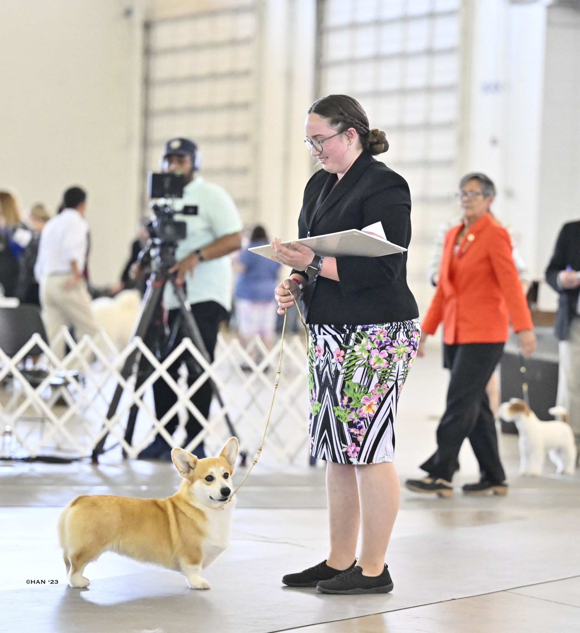 GCH CH Stella, Pembroke Welsh Corgi dam at F&M Corgis, photo 7