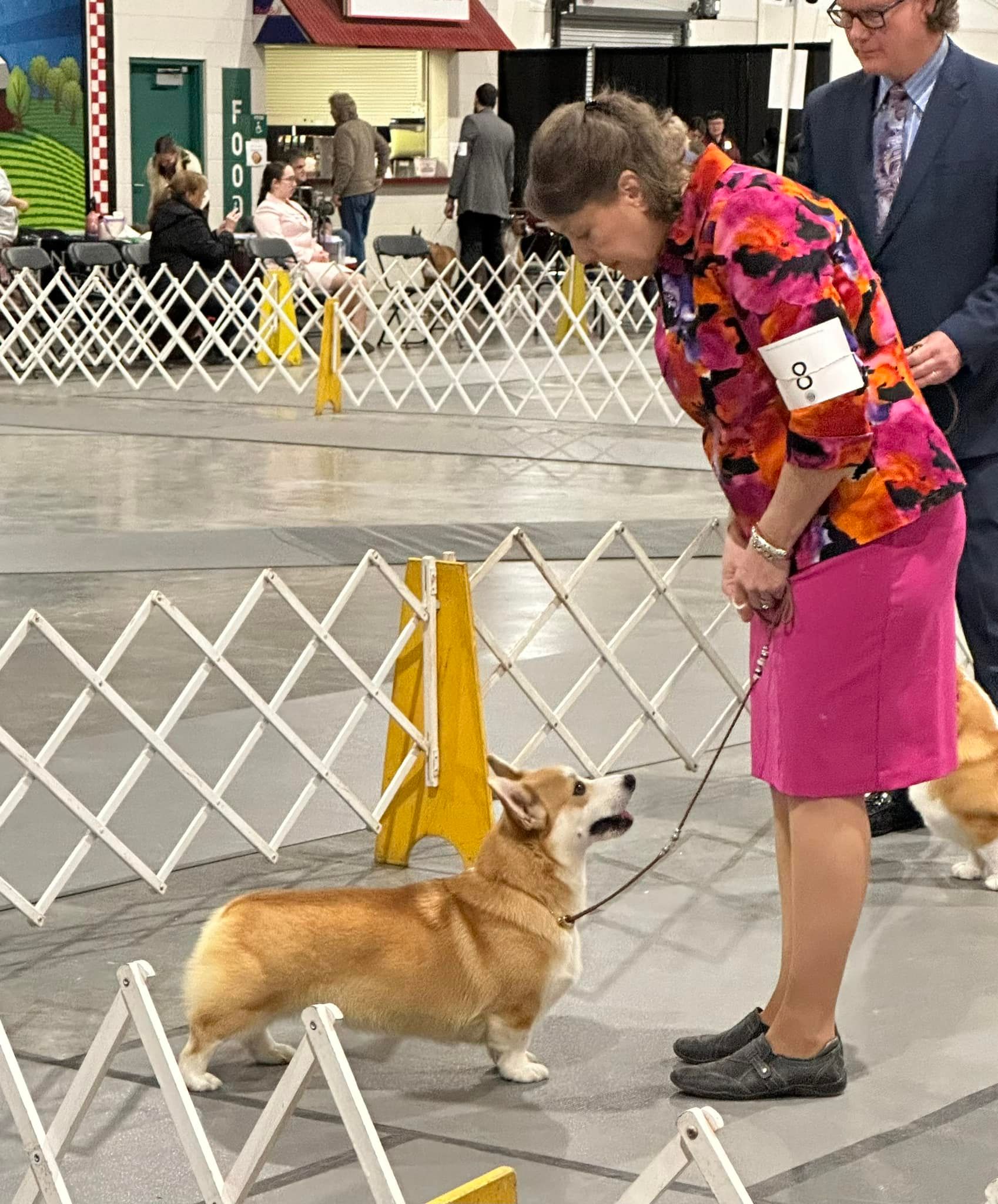 GCH CH Stella, Pembroke Welsh Corgi dam at F&M Corgis, photo 9