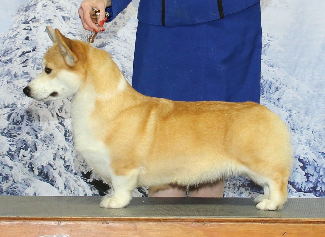 GCH CH Stella, Pembroke Welsh Corgi dam at F&M Corgis, photo 8