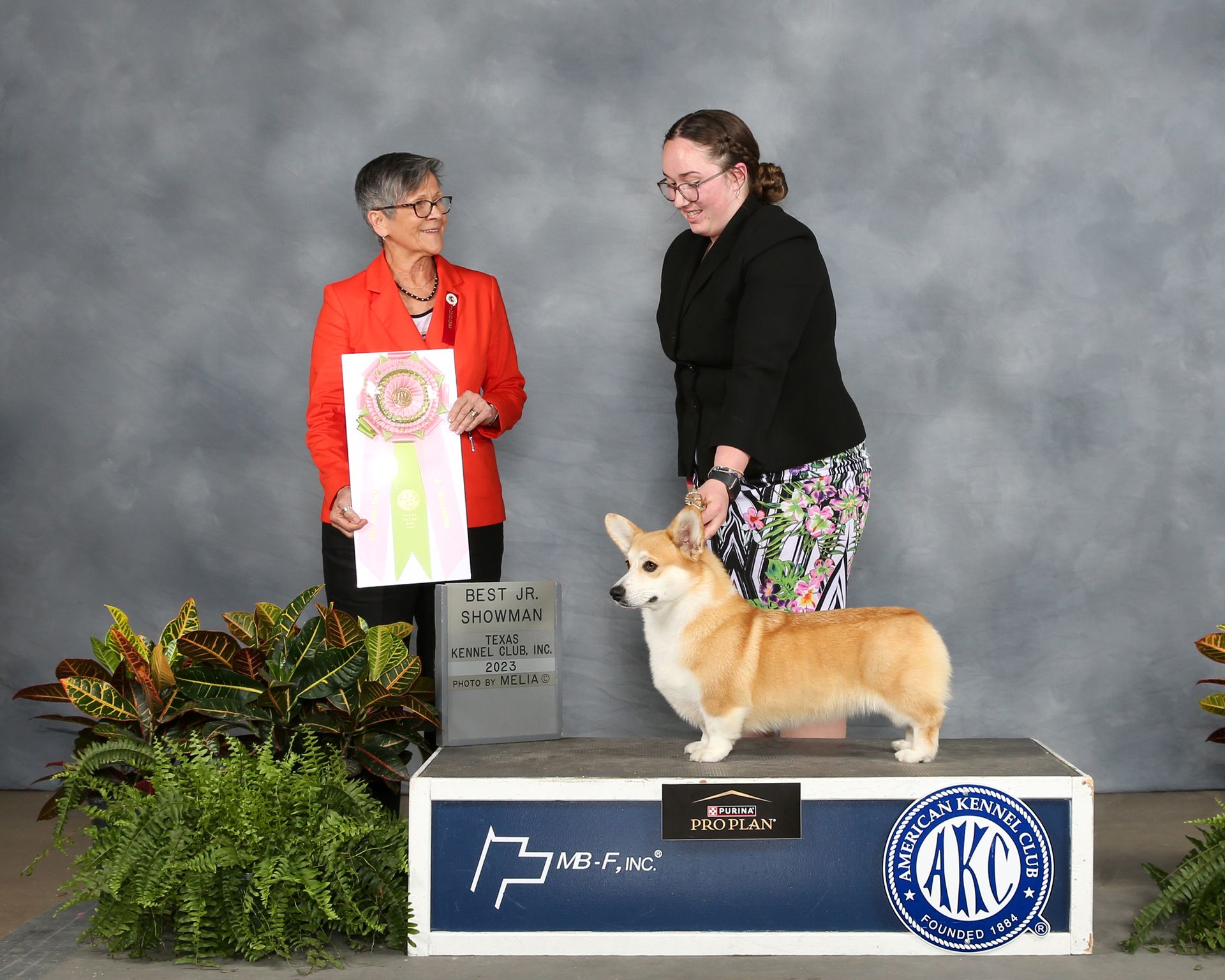 GCH CH Stella, Pembroke Welsh Corgi dam at F&M Corgis, photo 4