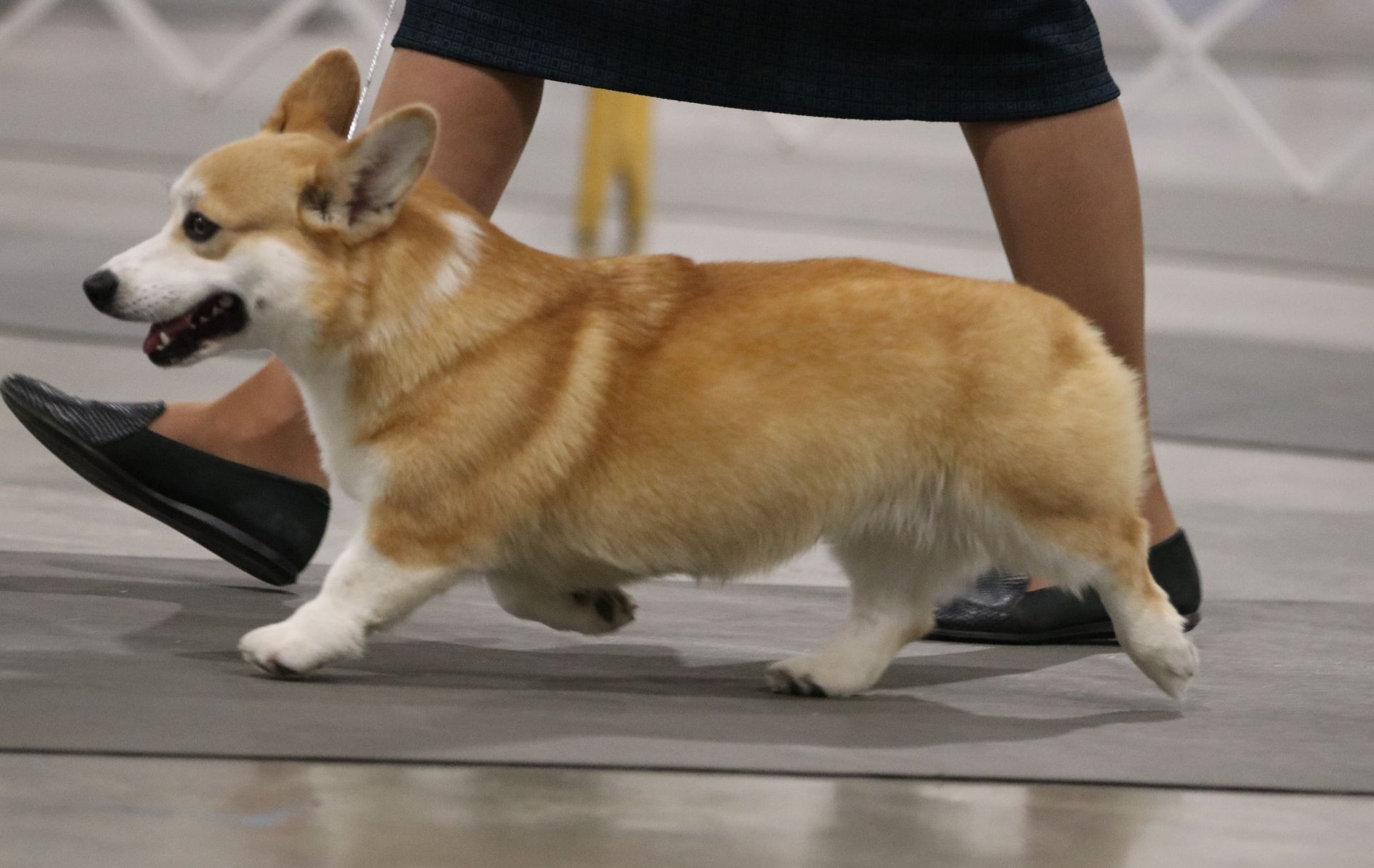 GCH CH Stella, Pembroke Welsh Corgi dam at F&M Corgis, photo 3