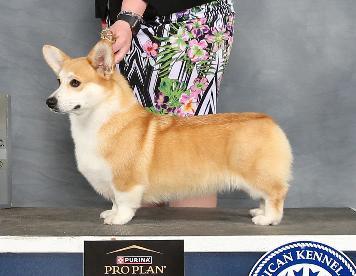 GCH CH Stella, Pembroke Welsh Corgi dam at F&M Corgis