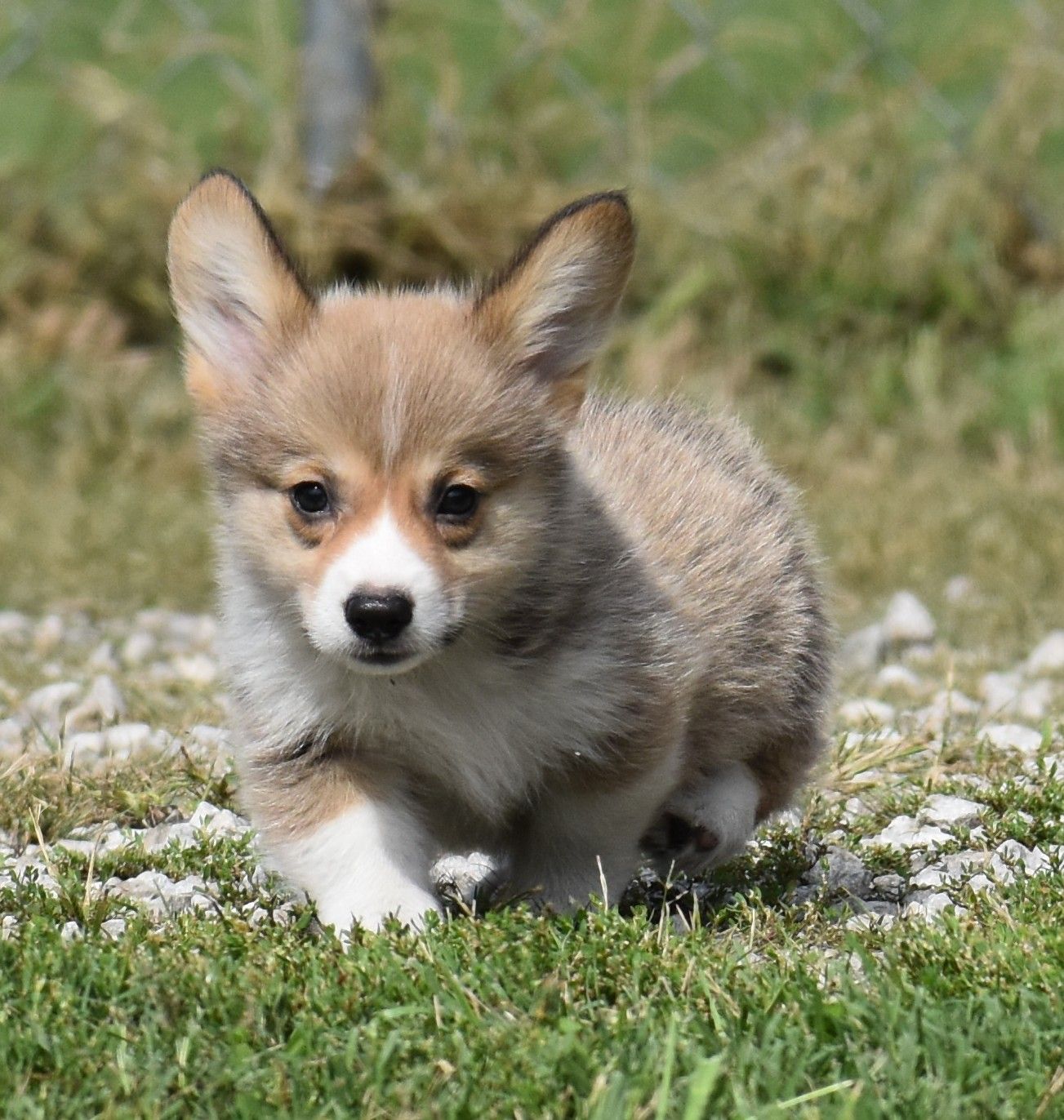 Chase, Pembroke Welsh Corgi puppy at F&M Corgis, photo 5