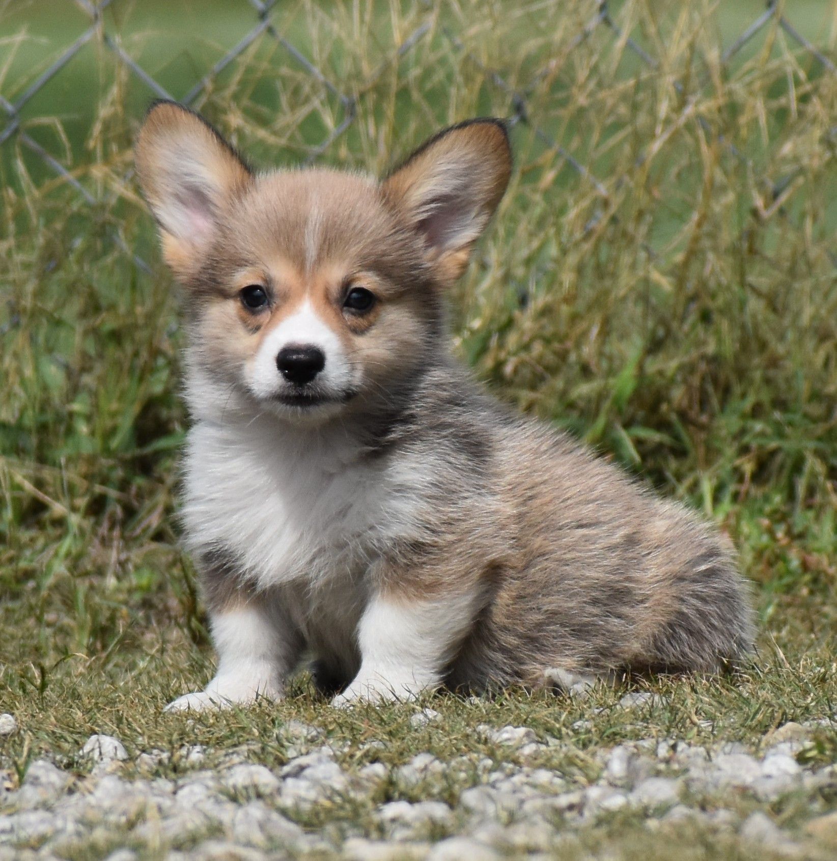 Chase, Pembroke Welsh Corgi puppy at F&M Corgis, photo 4