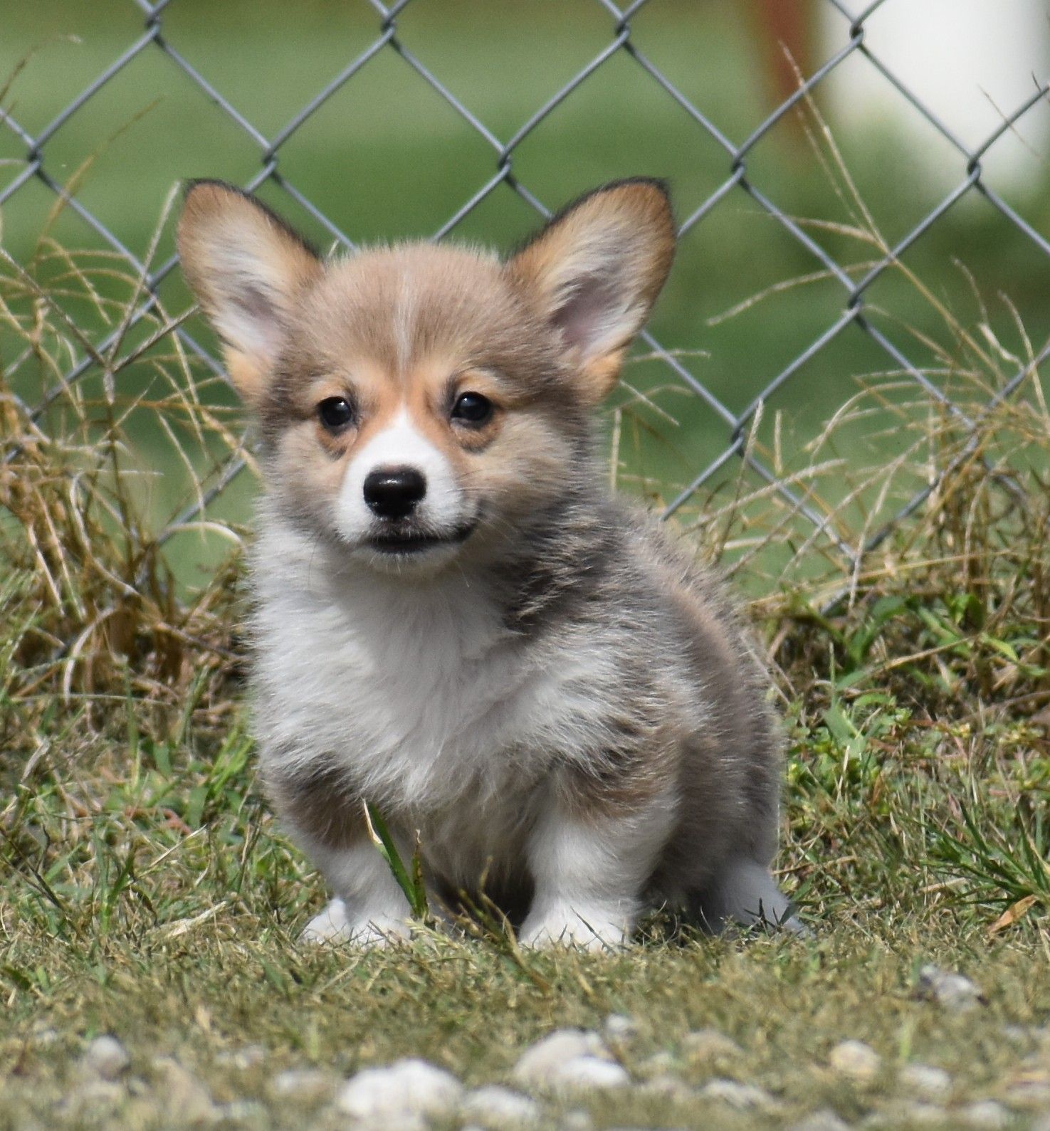 Chase, Pembroke Welsh Corgi puppy at F&M Corgis, photo 3