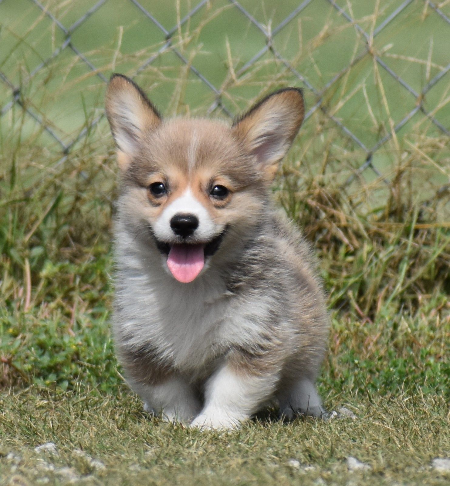 Chase, Pembroke Welsh Corgi puppy at F&M Corgis, photo 2