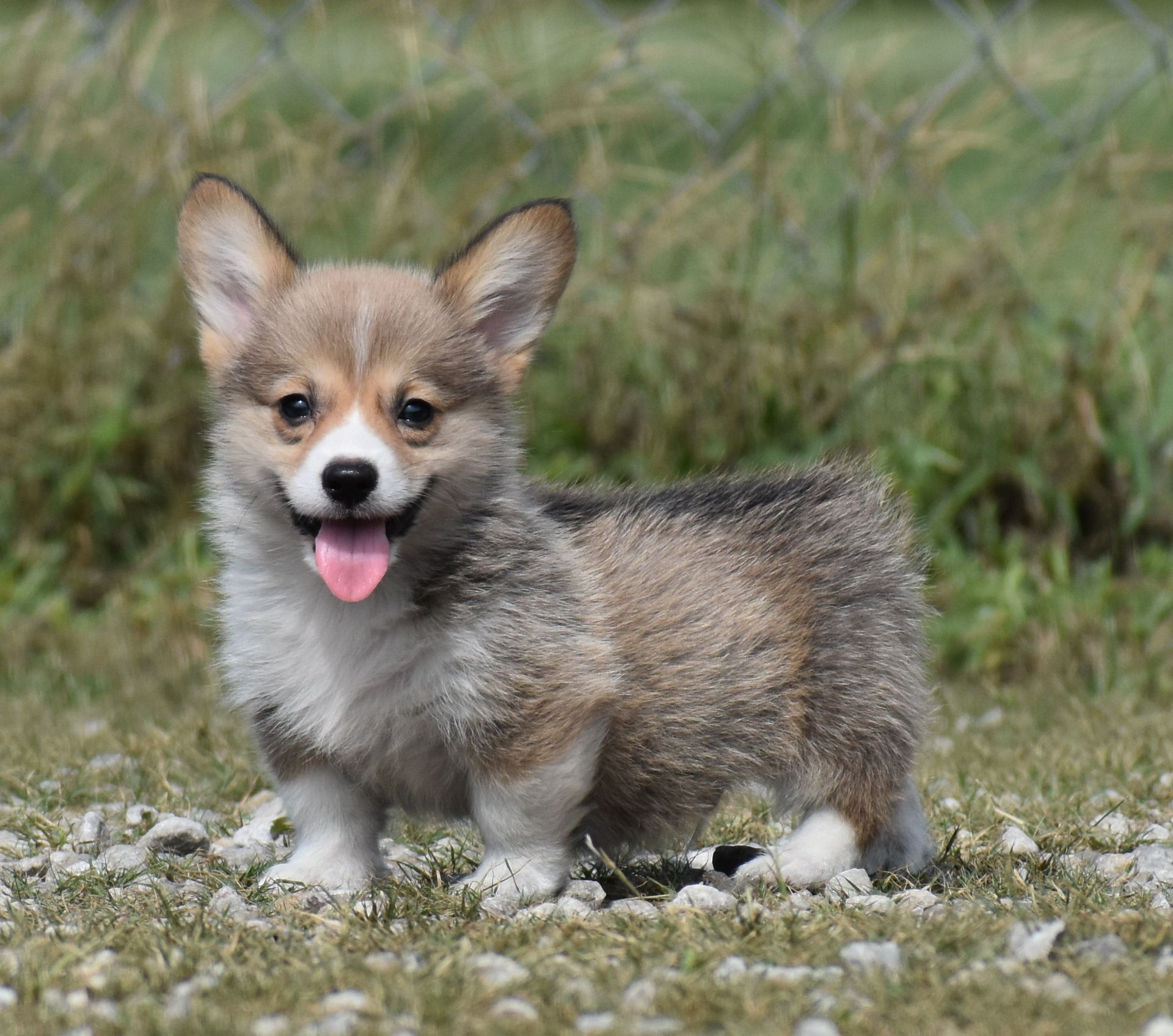 Chase, Pembroke Welsh Corgi puppy for sale at F&M Corgis