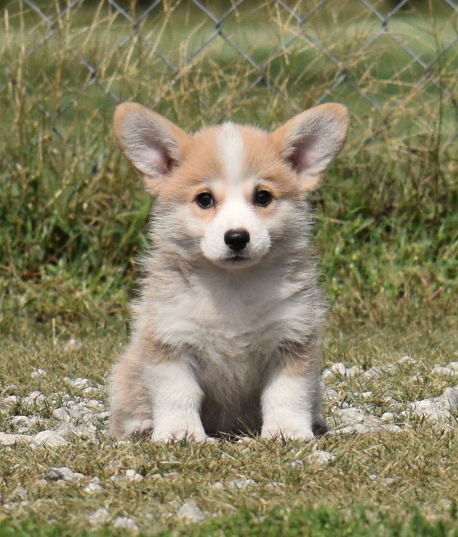 CJ, Pembroke Welsh Corgi puppy at F&M Corgis, photo 3