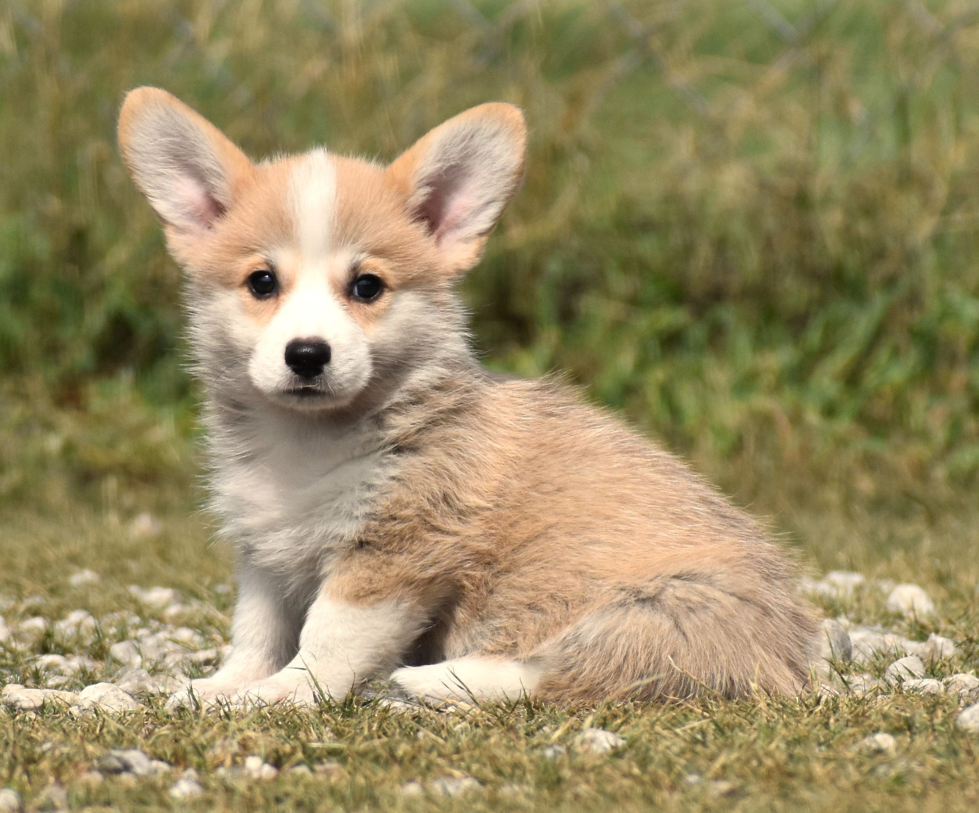 CJ, Pembroke Welsh Corgi puppy for sale at F&M Corgis