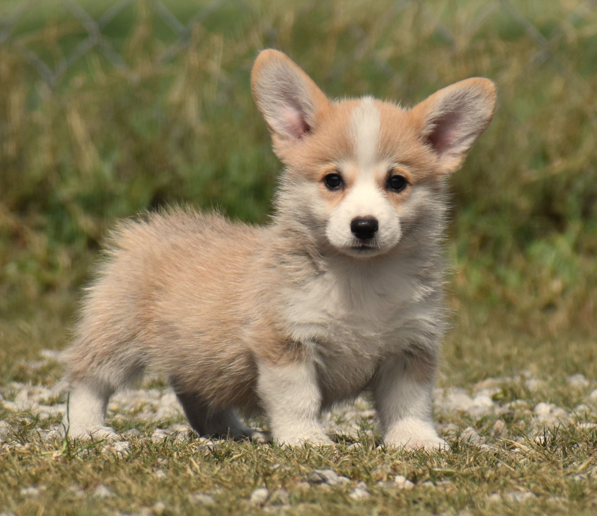 CJ, Pembroke Welsh Corgi puppy at F&M Corgis, photo 2