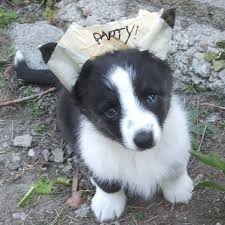 Corgi Ear Taping 101