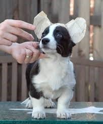 Corgi Ear Taping 101