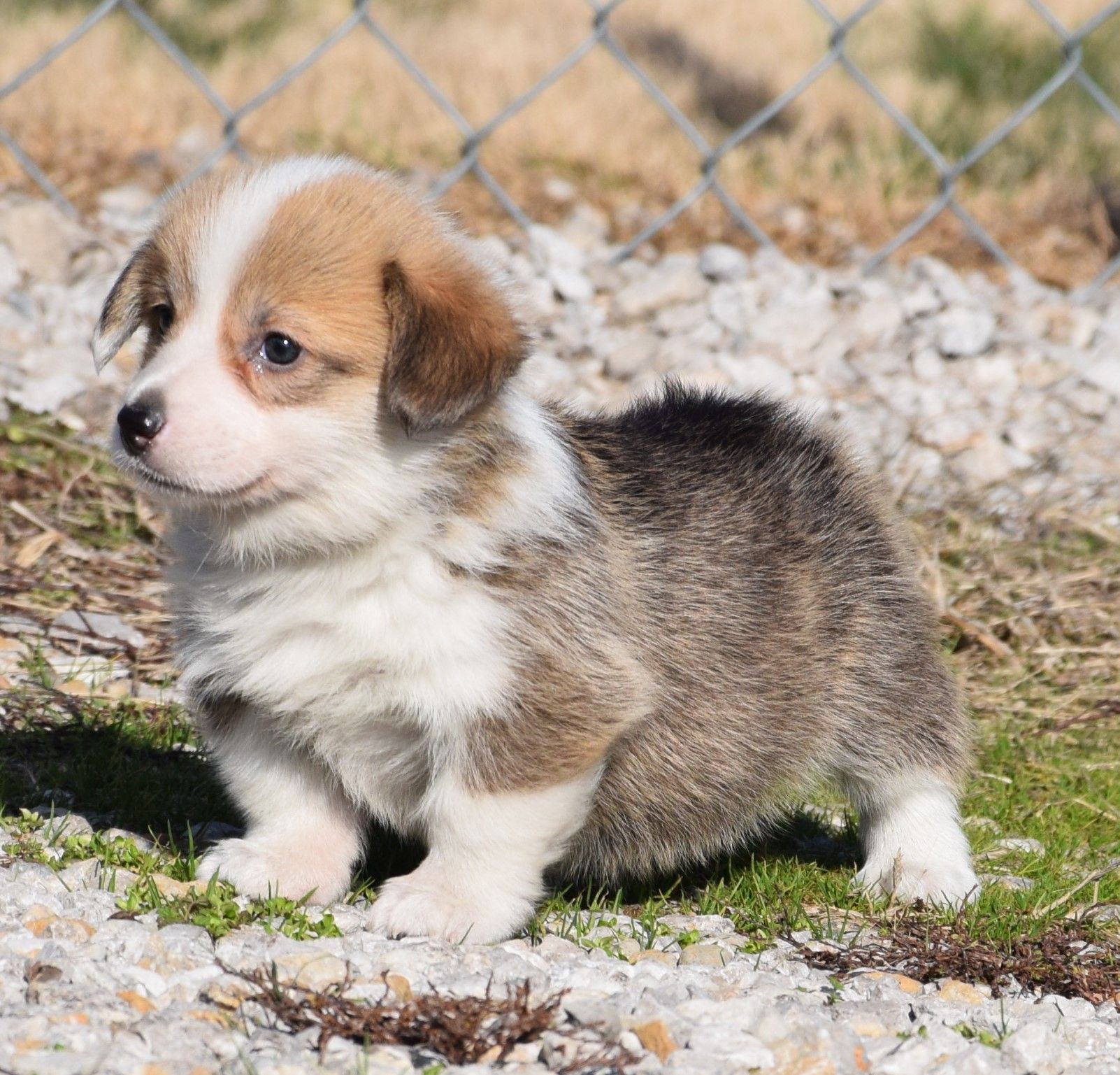 Corgi Puppies for Beginners: Starting Your Journey Right