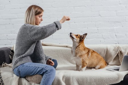 Corgi Training Tips
