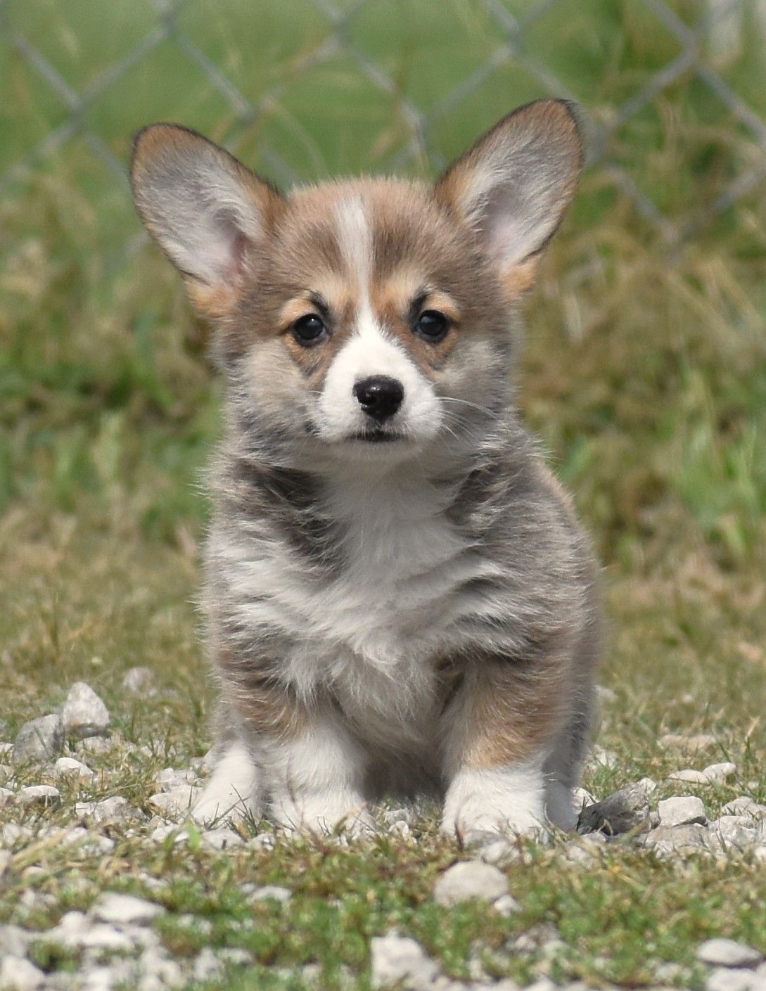 Cricket, Pembroke Welsh Corgi puppy at F&M Corgis, photo 3