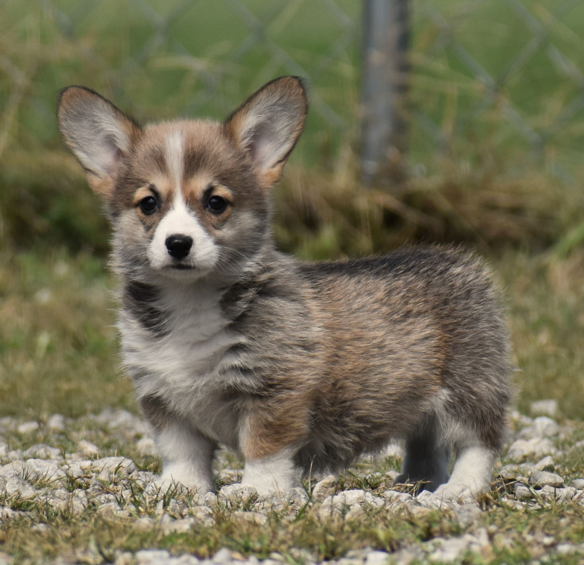 Cricket, Pembroke Welsh Corgi puppy at F&M Corgis, photo 2