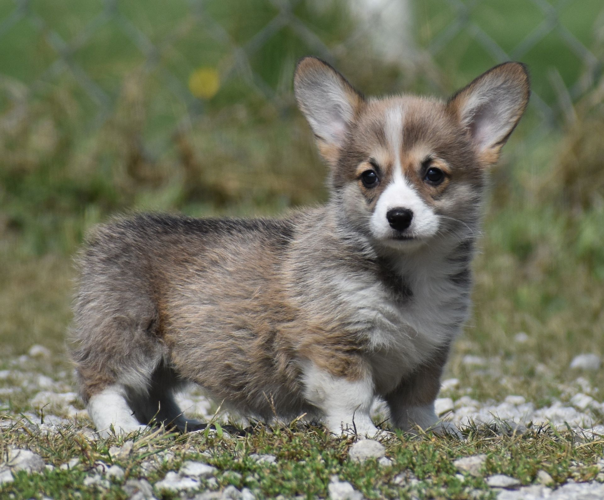 Cricket, Pembroke Welsh Corgi puppy for sale at F&M Corgis