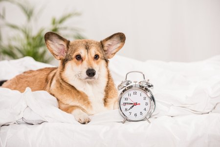 Corgi eating from a bowl