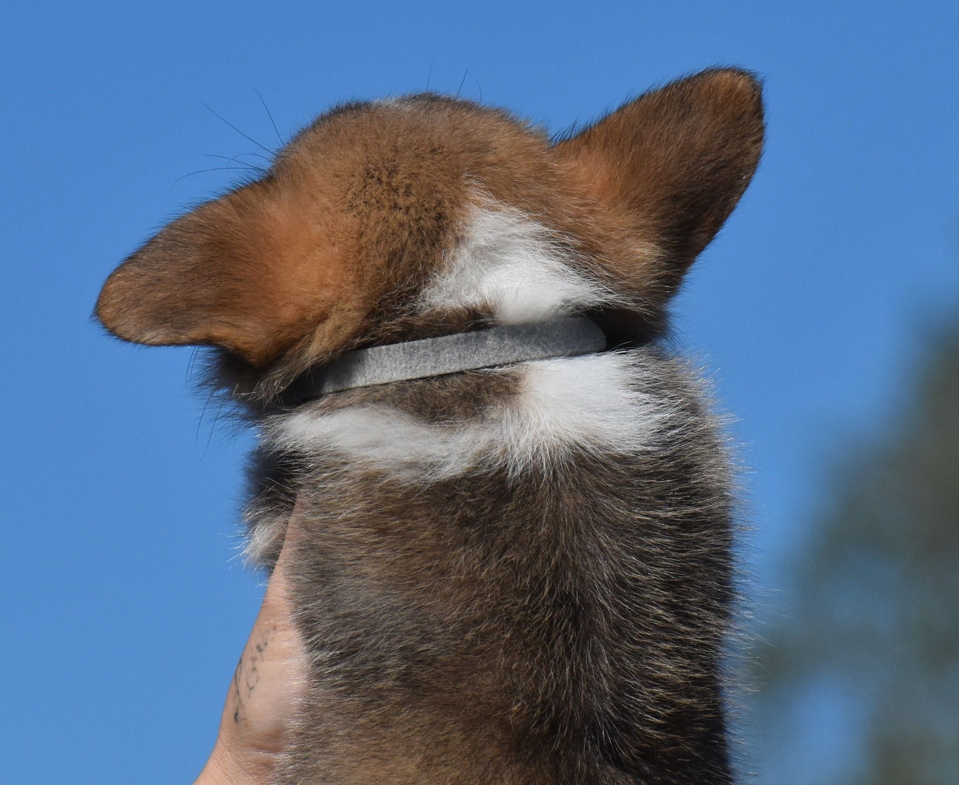 Dash, Pembroke Welsh Corgi puppy at F&M Corgis, photo 7