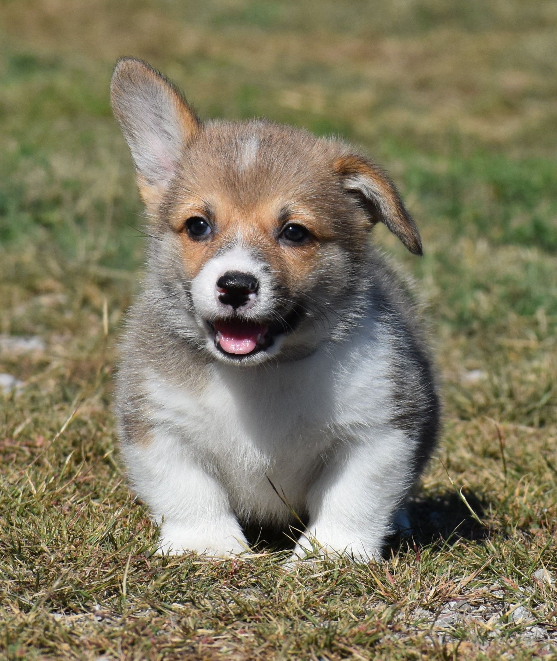 Dash, Pembroke Welsh Corgi puppy at F&M Corgis, photo 6