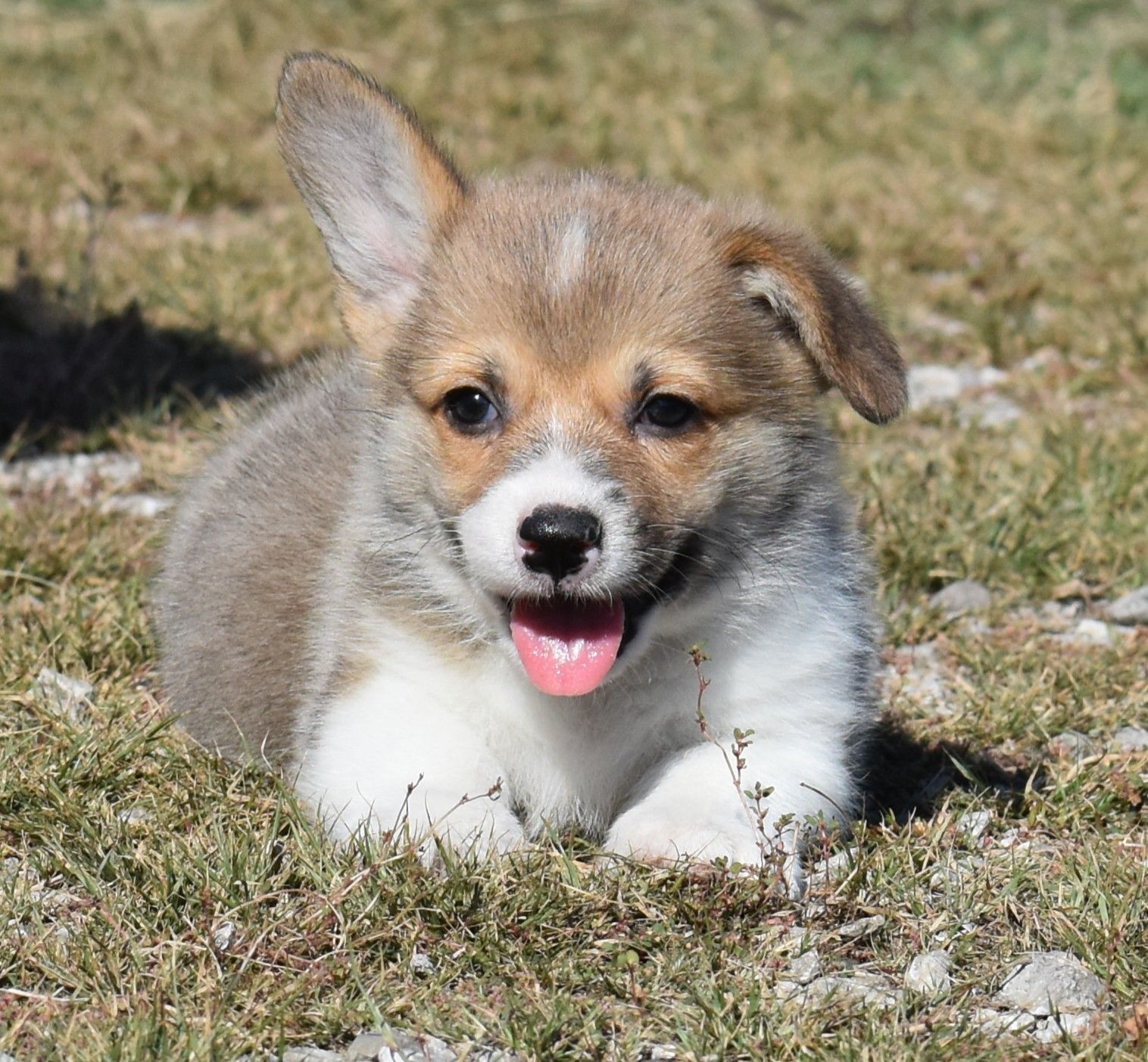 Dash, Pembroke Welsh Corgi puppy at F&M Corgis, photo 4