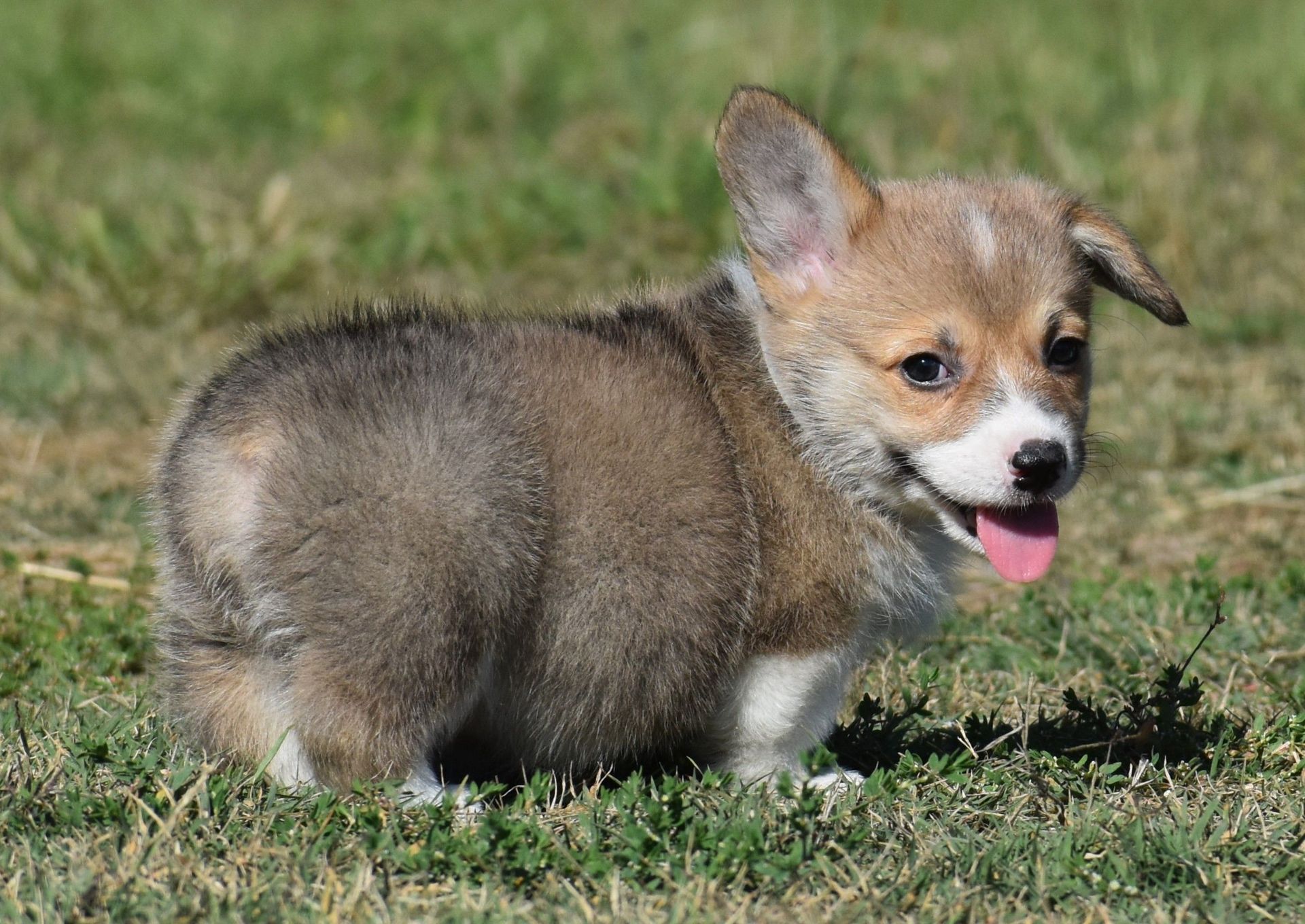 Dash, Pembroke Welsh Corgi puppy at F&M Corgis, photo 5