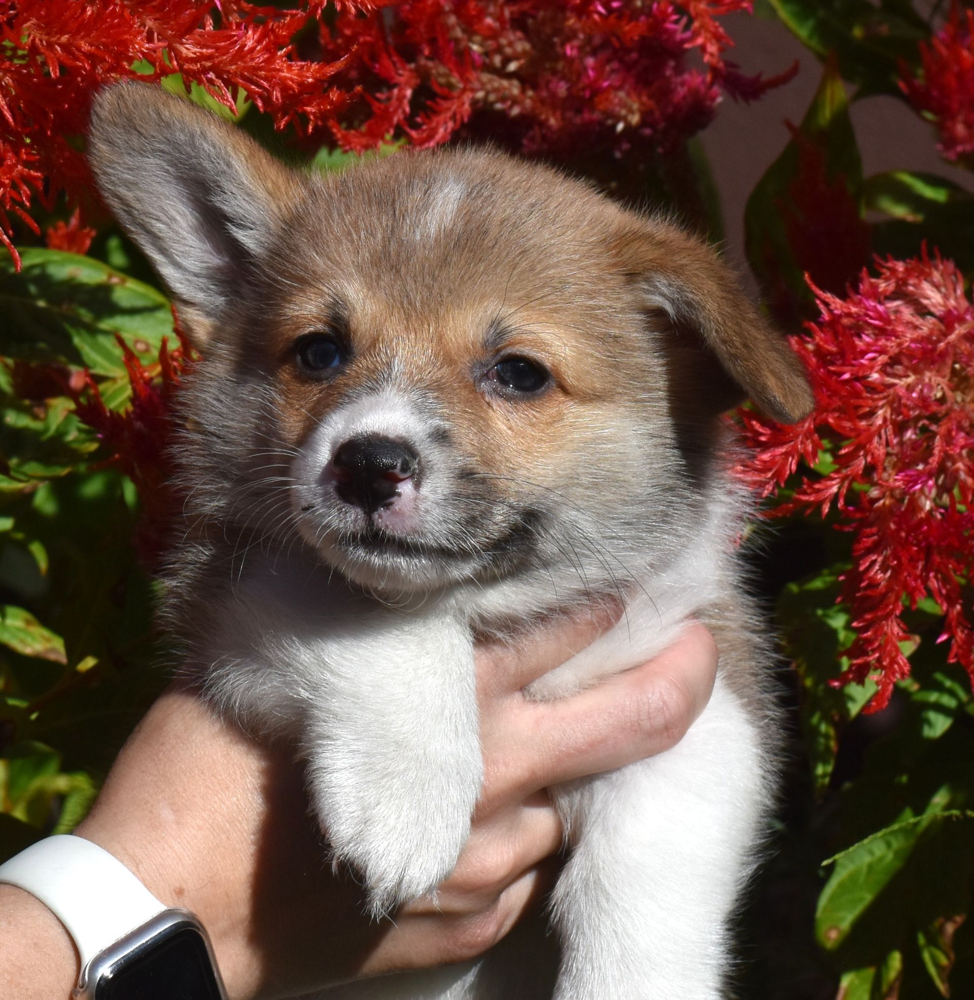 Dash, Pembroke Welsh Corgi puppy at F&M Corgis, photo 3