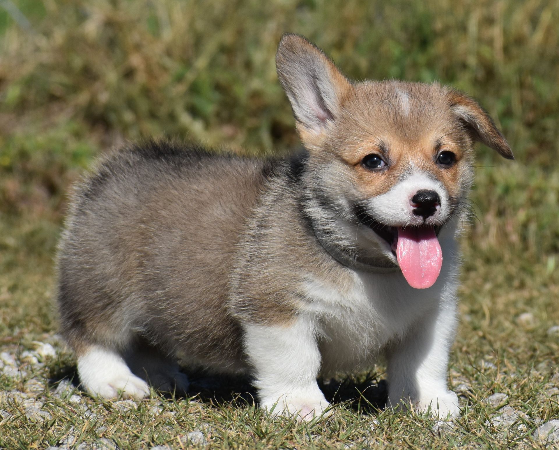 Dash, Pembroke Welsh Corgi puppy for sale at F&M Corgis