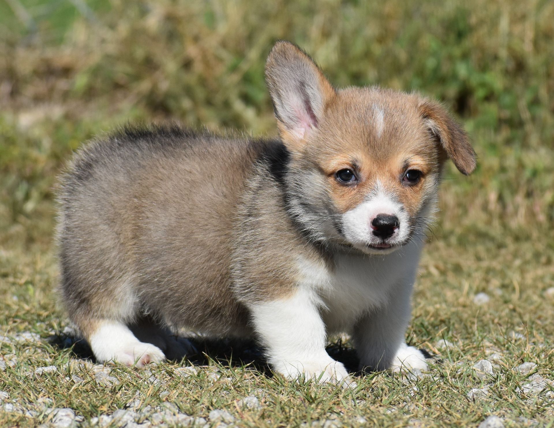 Dash, Pembroke Welsh Corgi puppy at F&M Corgis, photo 2