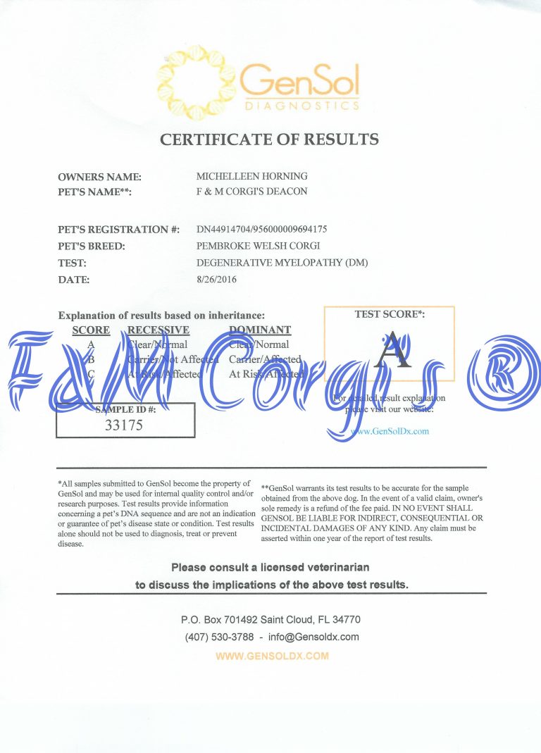 F&M Corgi’s Deacon, Pembroke Welsh Corgi sire at F&M Corgis, photo 7