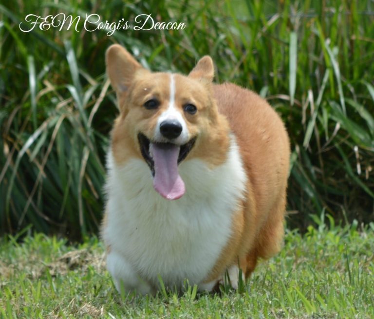 F&M Corgi’s Deacon, Pembroke Welsh Corgi sire at F&M Corgis, photo 3