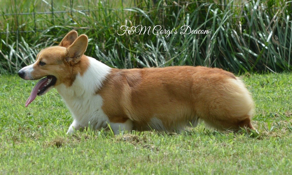 F&M Corgi’s Deacon, Pembroke Welsh Corgi sire at F&M Corgis, photo 2