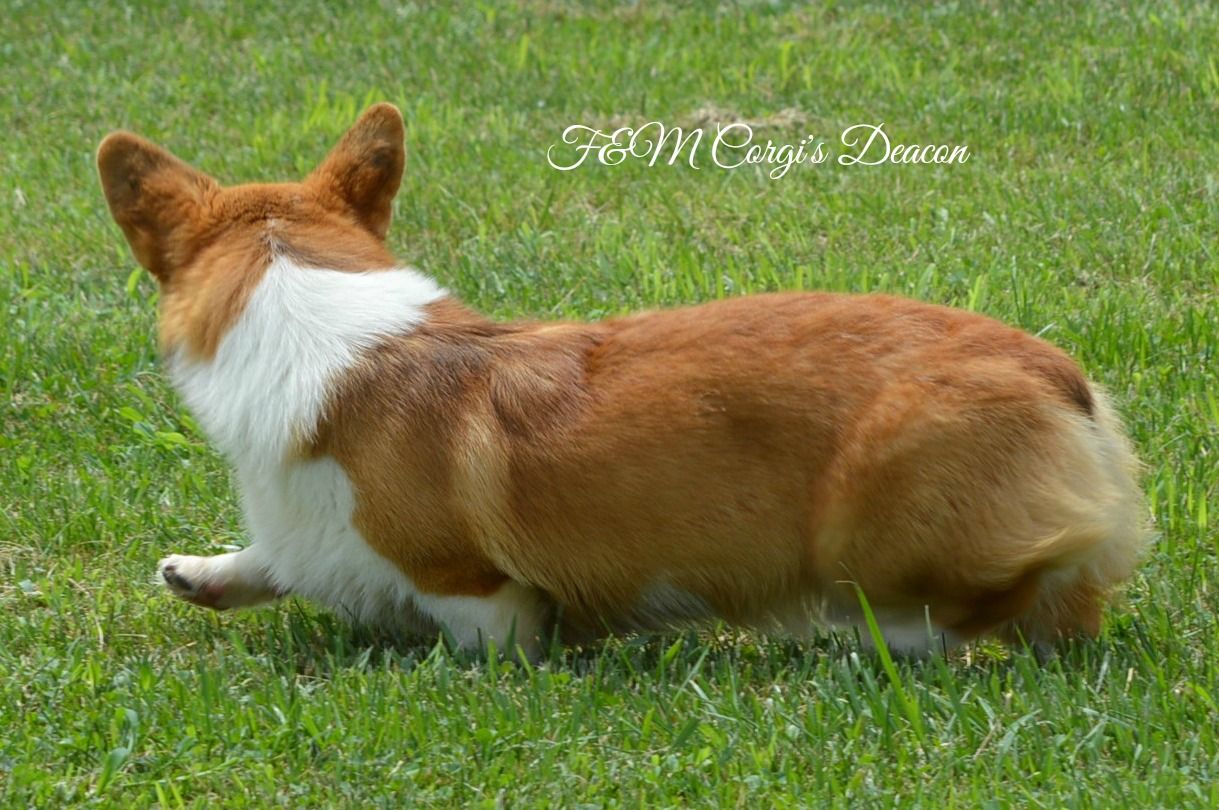 F&M Corgi’s Deacon, Pembroke Welsh Corgi sire at F&M Corgis, photo 5