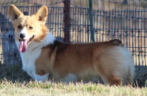 F&M Corgi’s Deacon, Pembroke Welsh Corgi sire at F&M Corgis